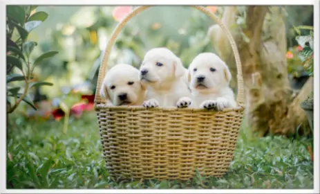 Tierhalterhaftpflicht für Tiere